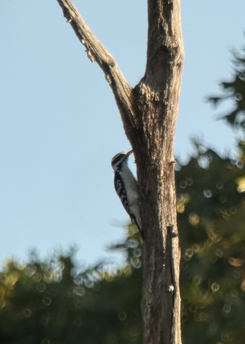 Hairy Woodpecker - ML642816535