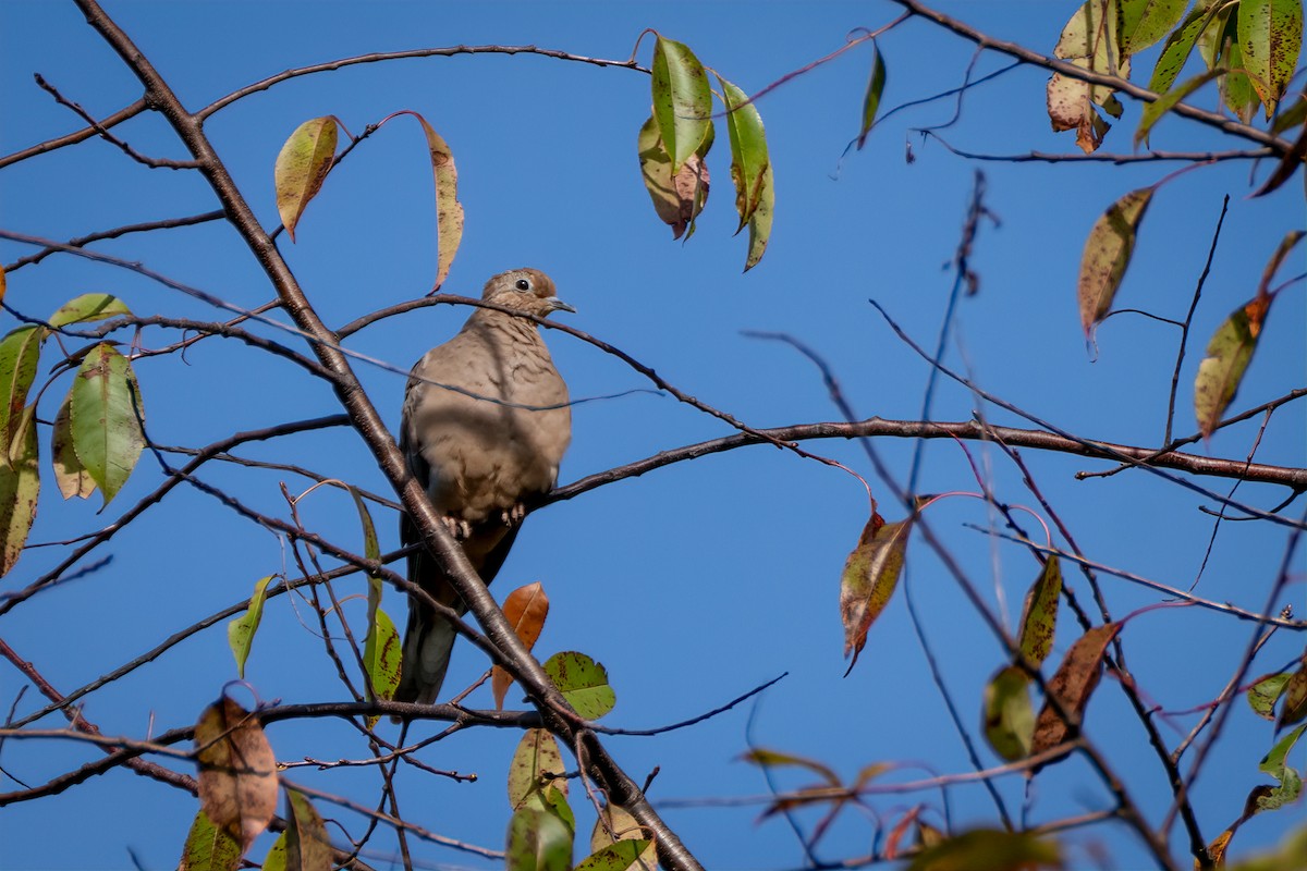 Mourning Dove - ML642816536