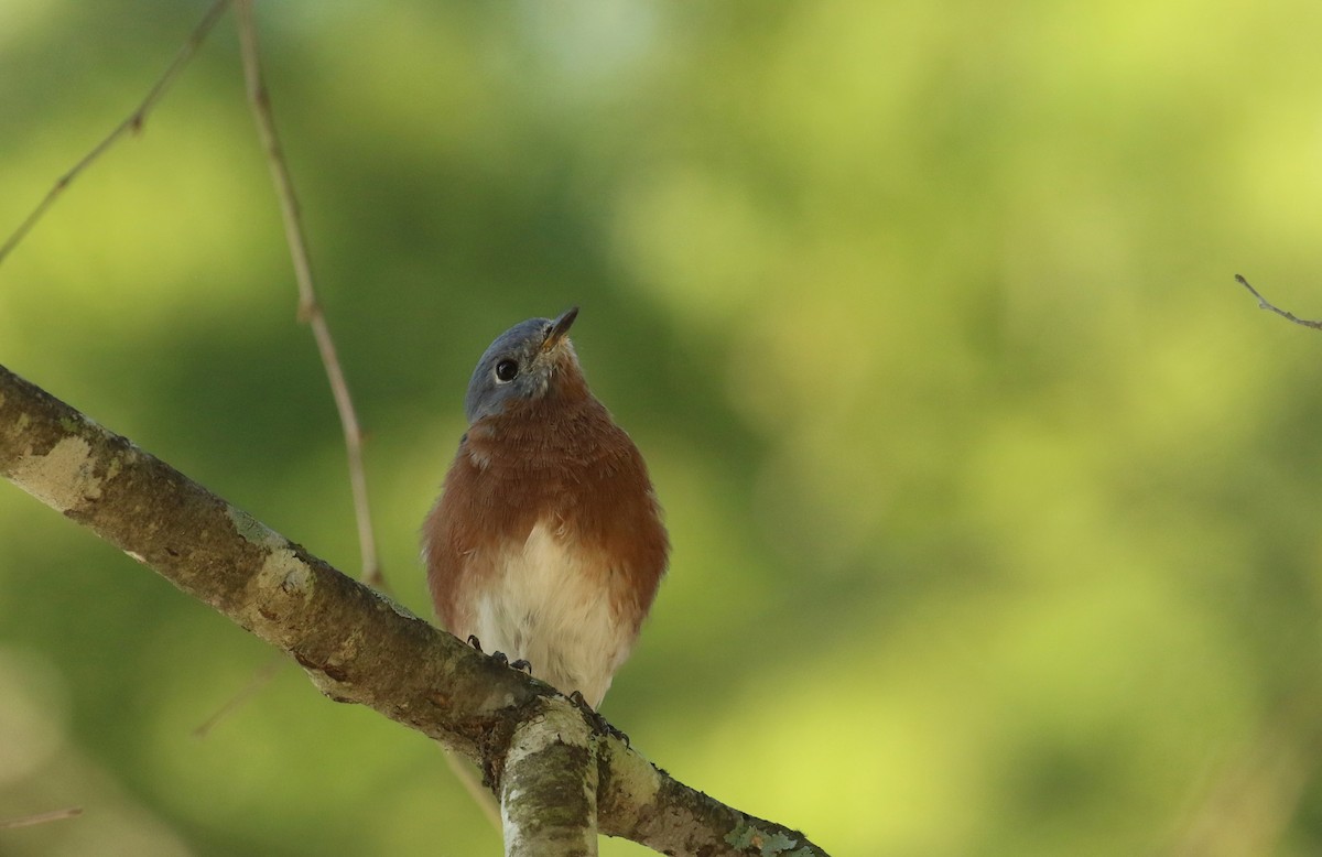 Eastern Bluebird - ML642816549