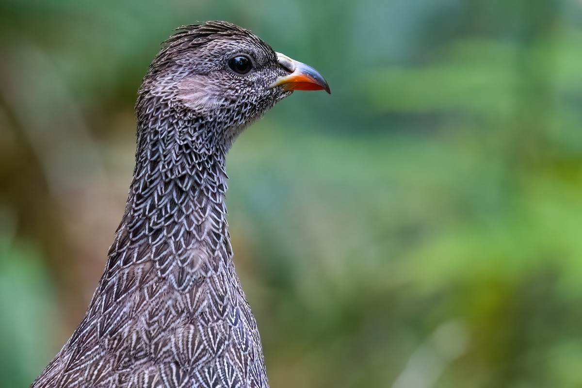 Cape Spurfowl - ML642816550