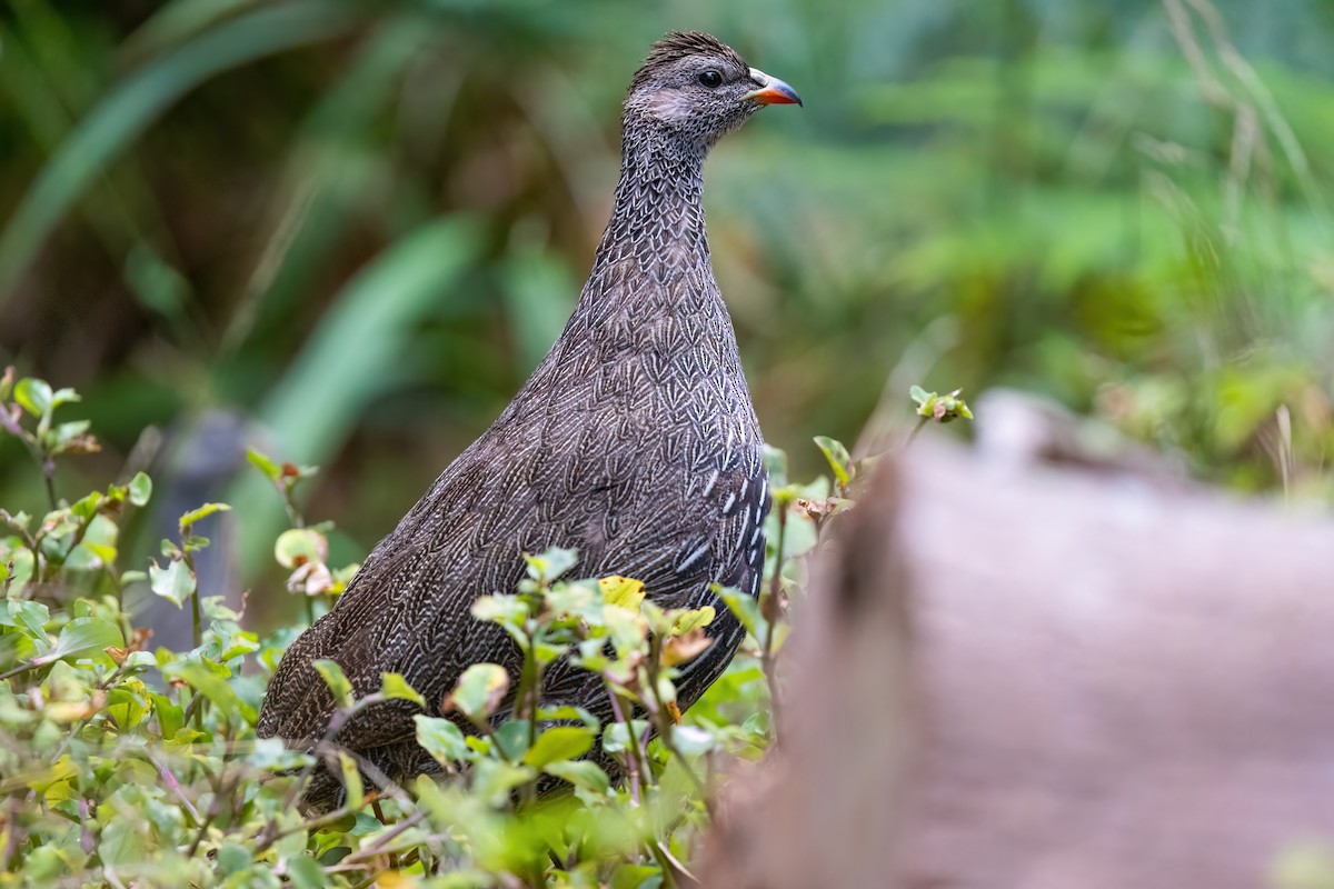 Cape Spurfowl - ML642816552