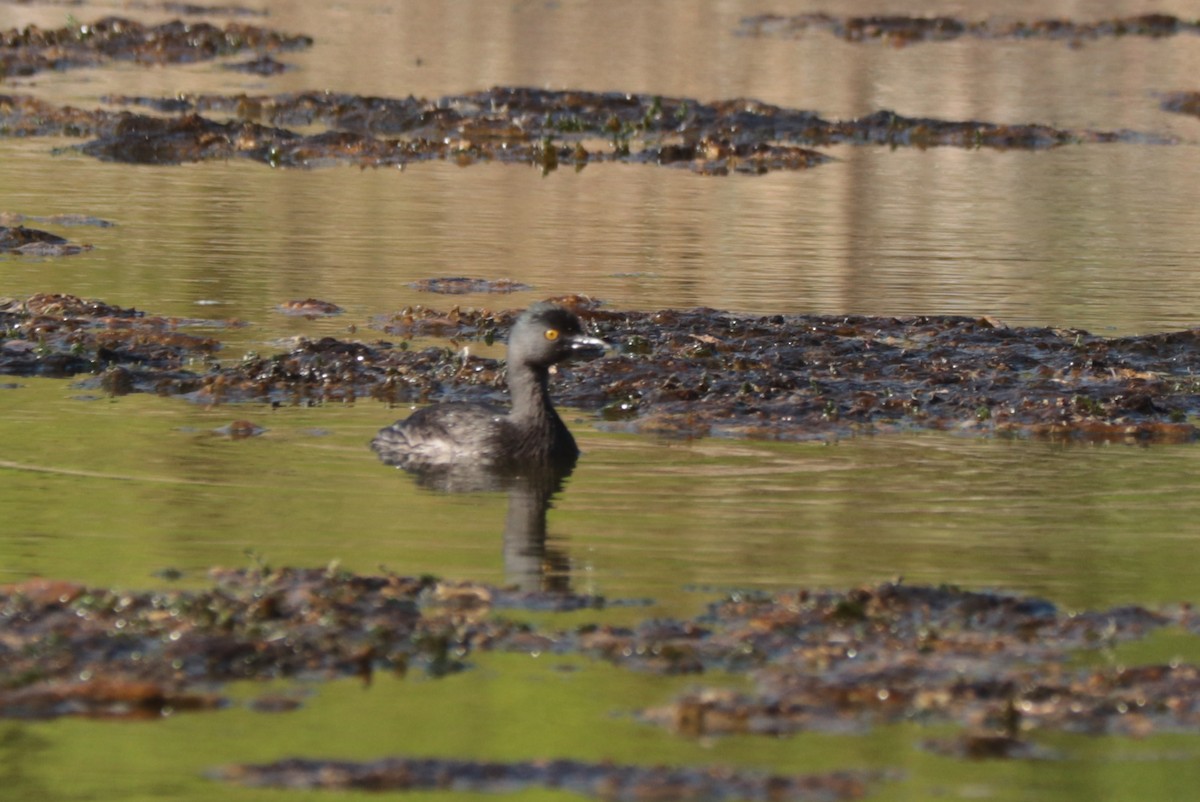 Least Grebe - ML642816553