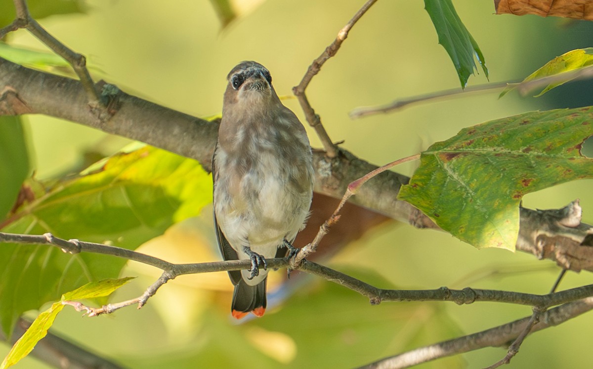 Cedar Waxwing - ML642816561