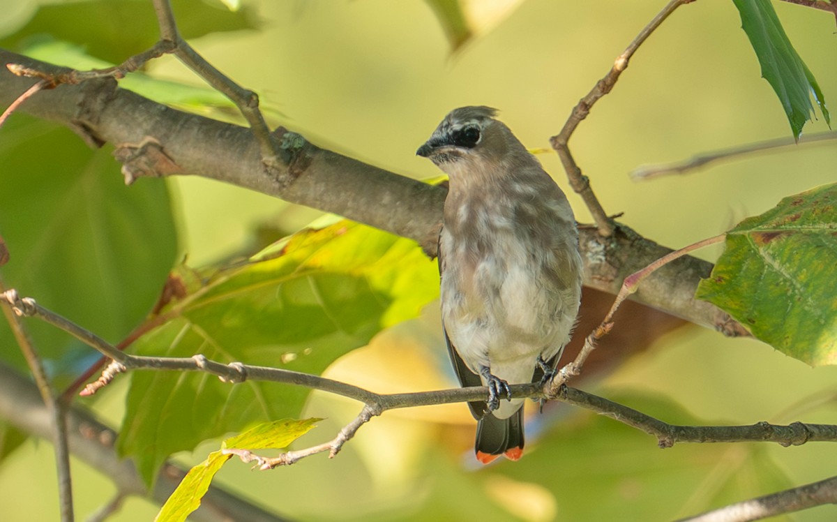 Cedar Waxwing - ML642816562
