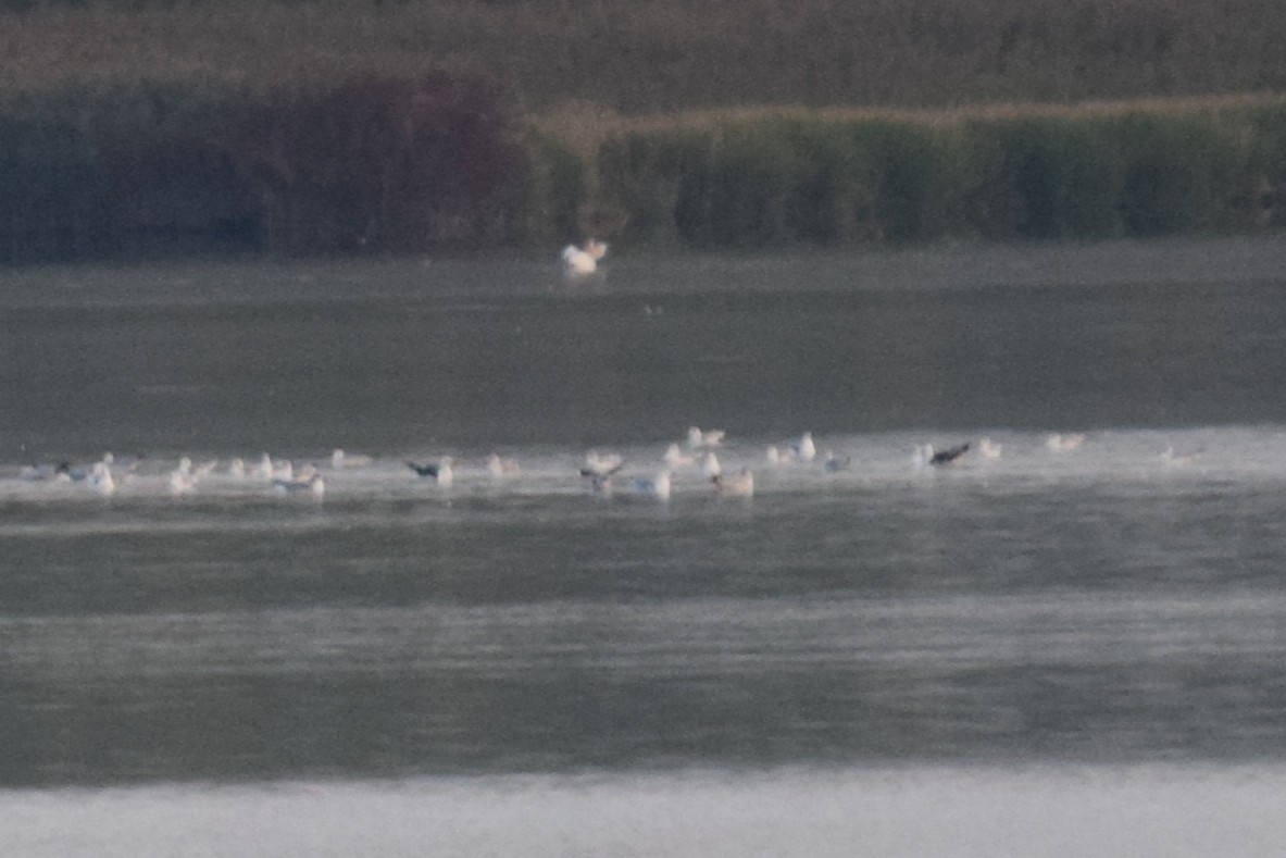 Lesser Black-backed Gull - ML642816563
