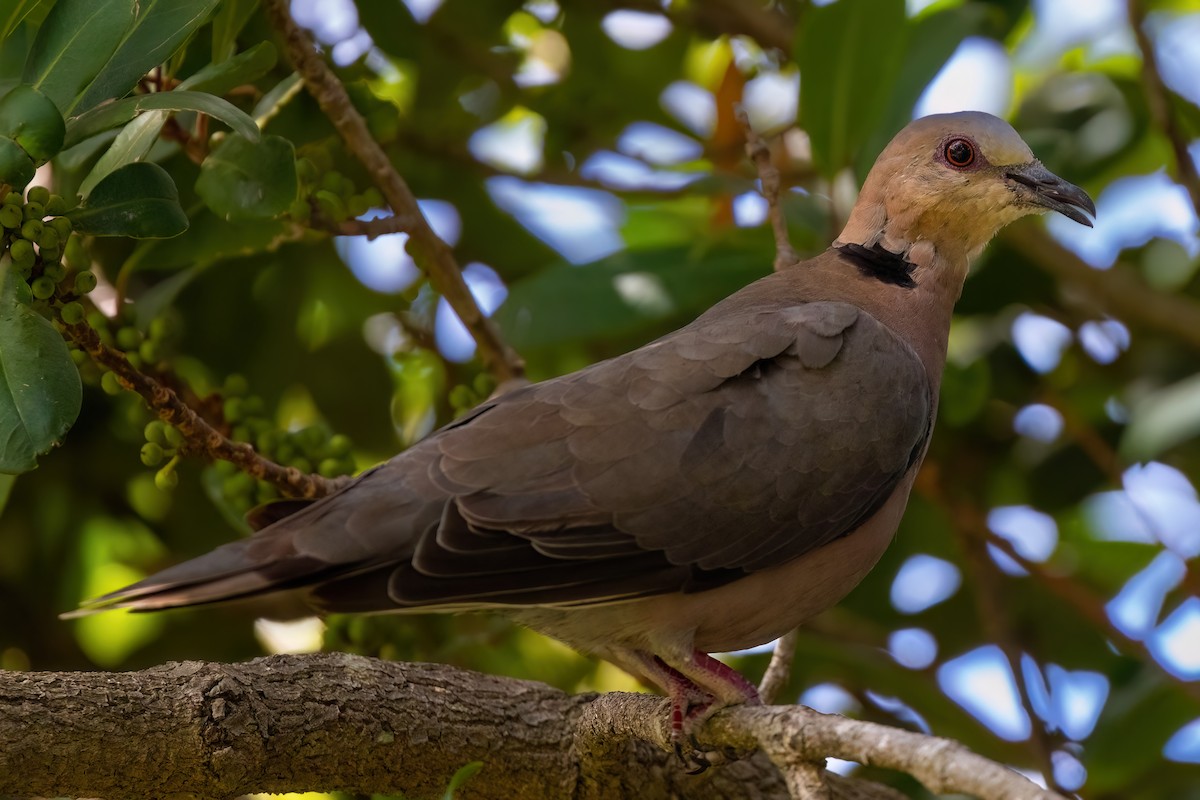 Red-eyed Dove - ML642816572