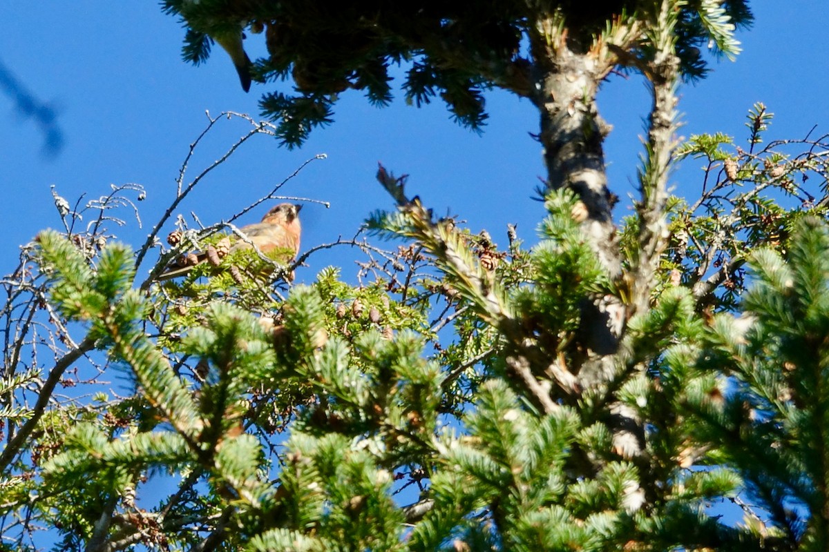Red Crossbill - ML642816573