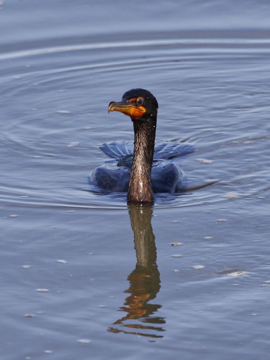 Double-crested Cormorant - ML642816575
