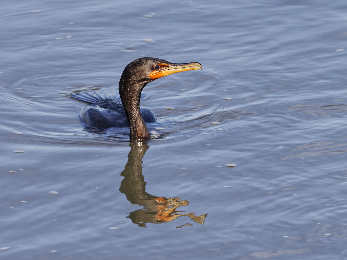 Double-crested Cormorant - ML642816576