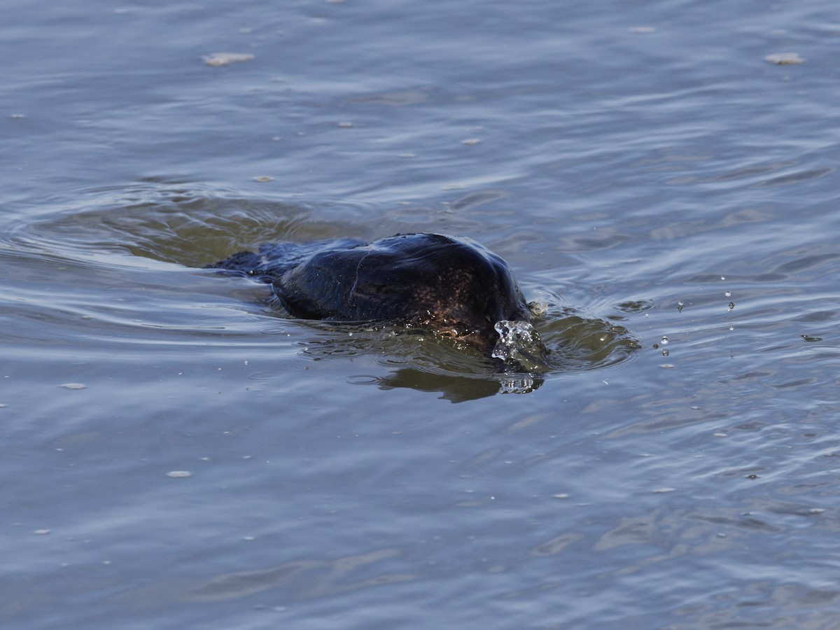 Double-crested Cormorant - ML642816577