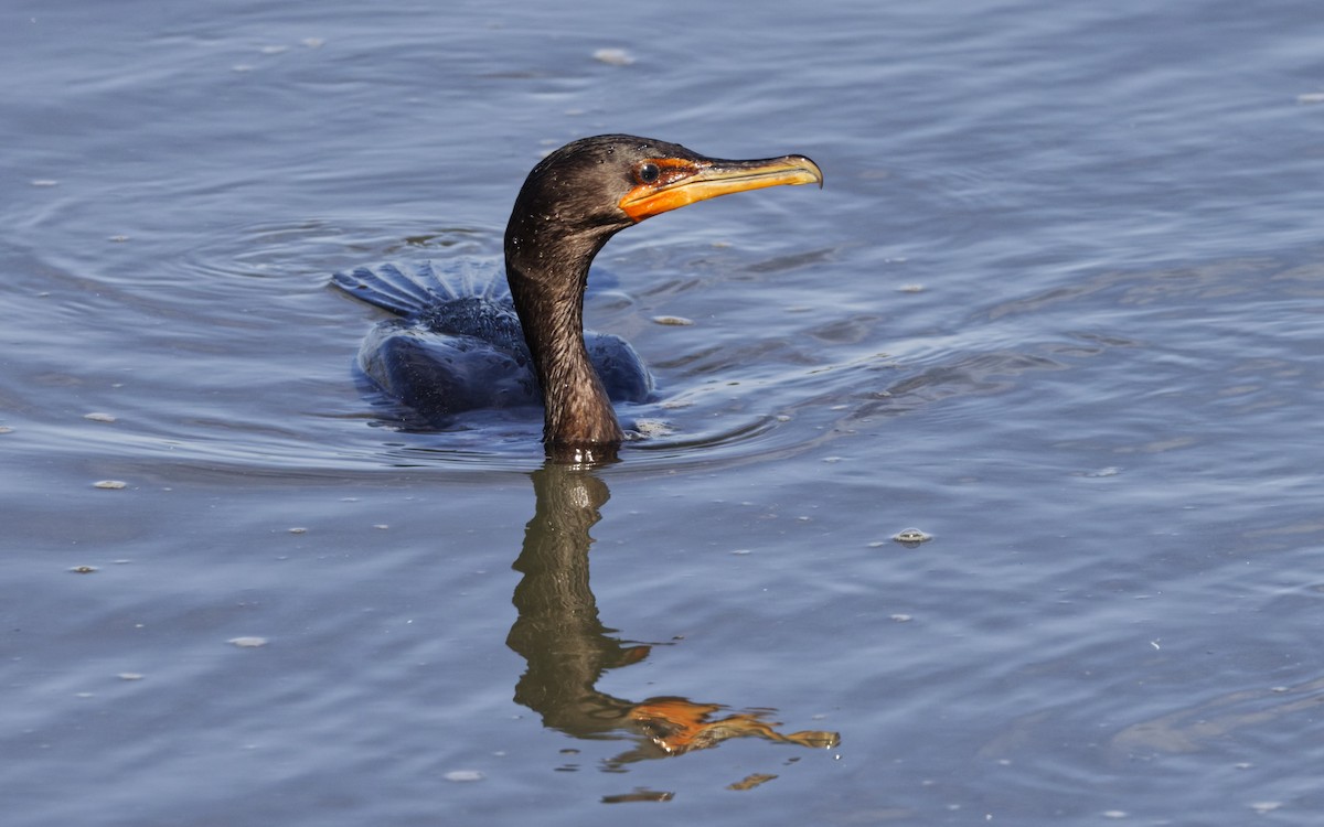 Double-crested Cormorant - ML642816578