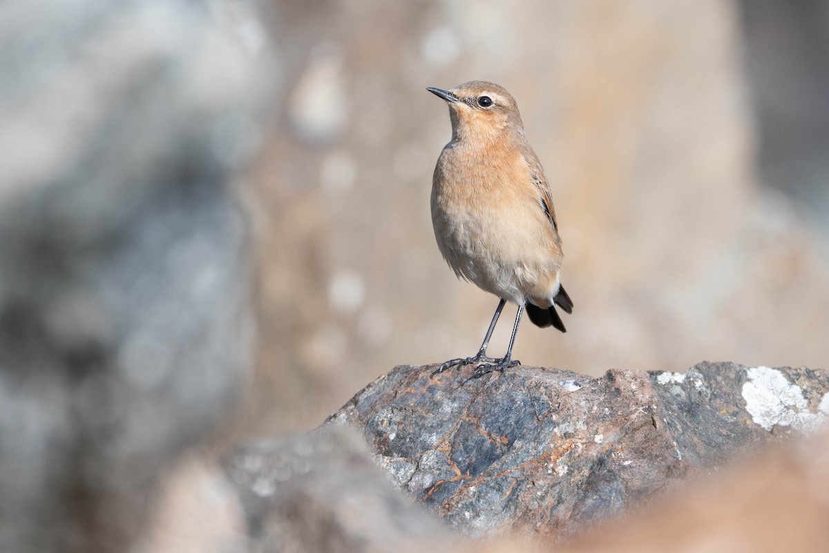 Northern Wheatear - ML642816580