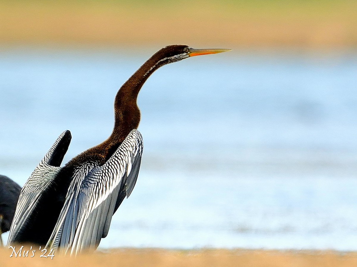Oriental Darter - ML642816584