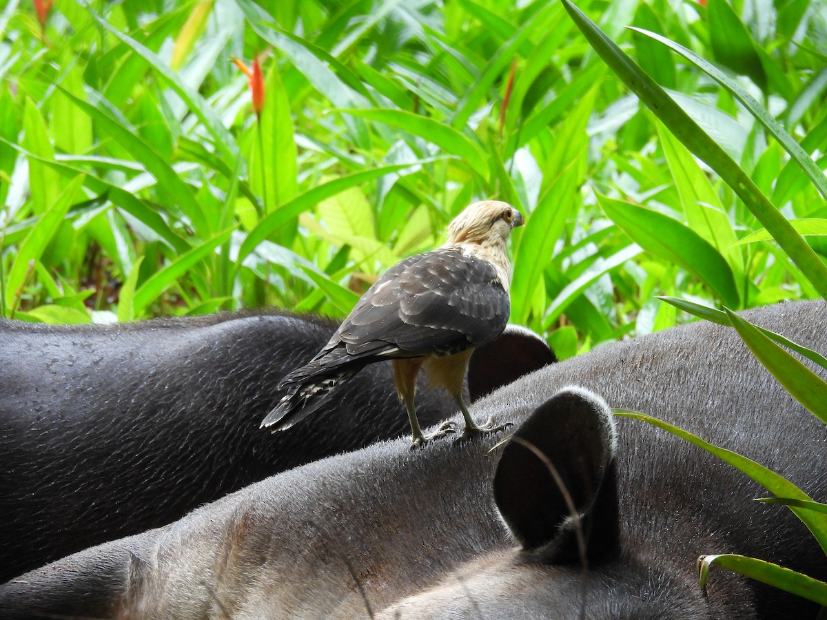 Yellow-headed Caracara - ML642816586