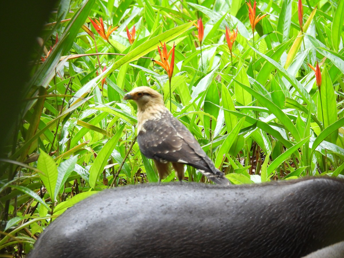 Yellow-headed Caracara - ML642816587