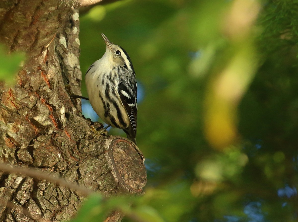 Black-and-white Warbler - ML642816590