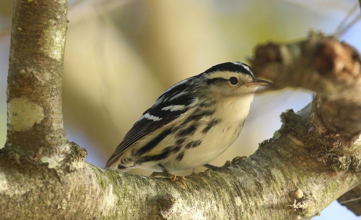 Black-and-white Warbler - ML642816591