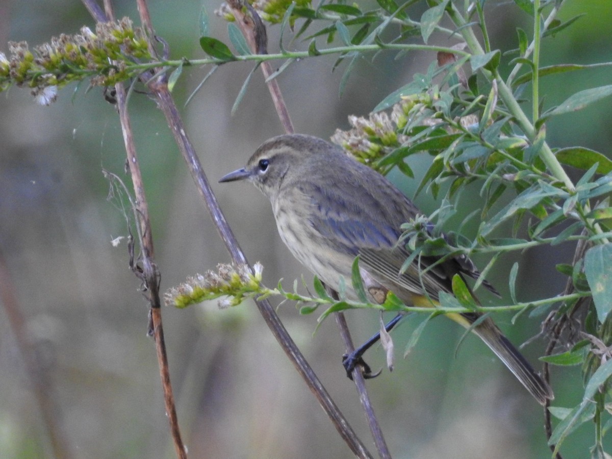 Palm Warbler - ML642816596