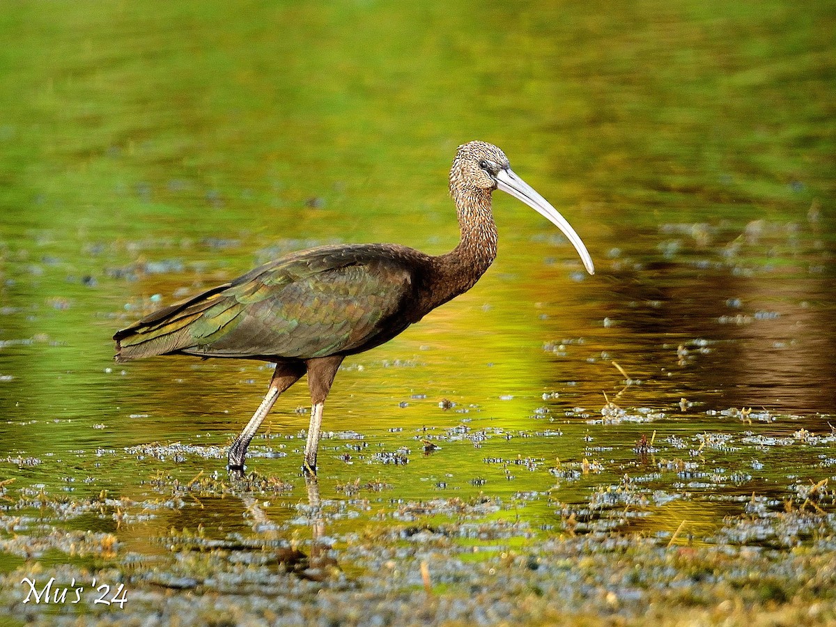 Glossy Ibis - ML642816597