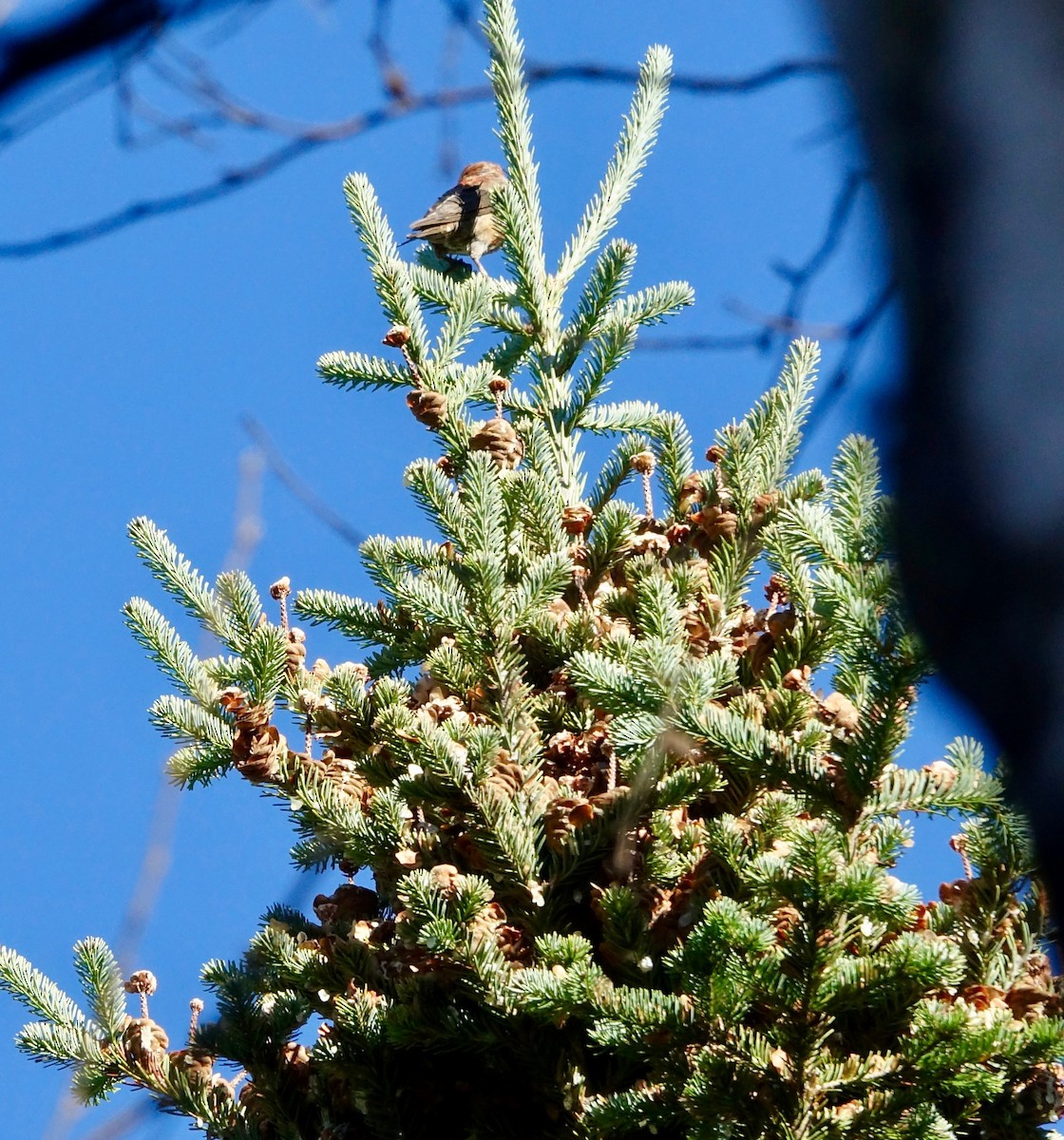 Red Crossbill - ML642816599
