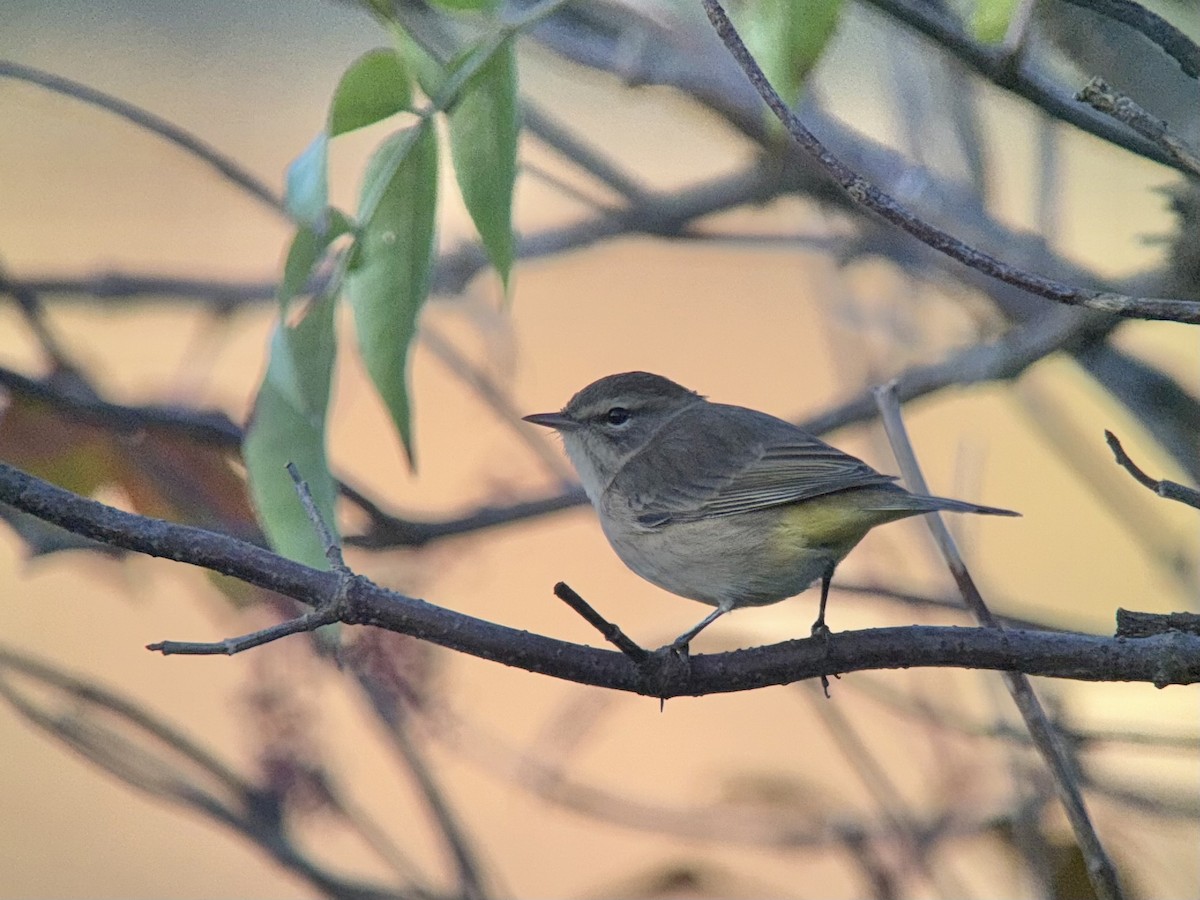 Palm Warbler - ML642816603