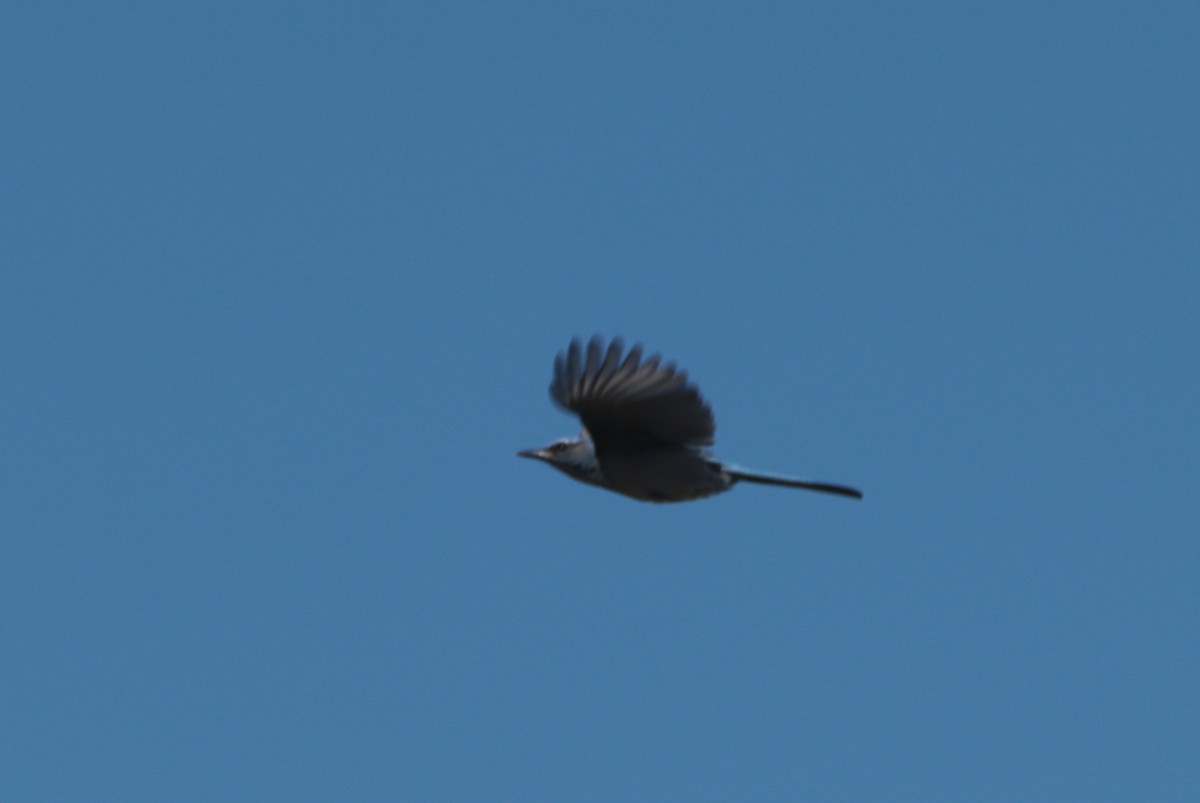 Woodhouse's Scrub-Jay - ML642816623