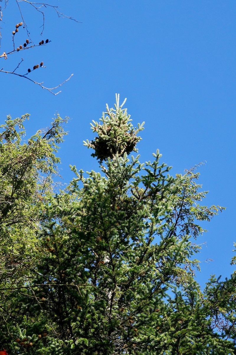 Red Crossbill - ML642816624