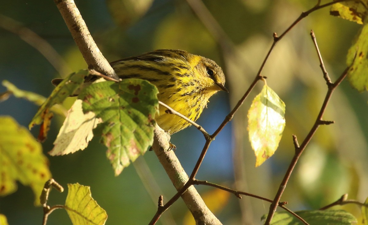 Cape May Warbler - ML642816633