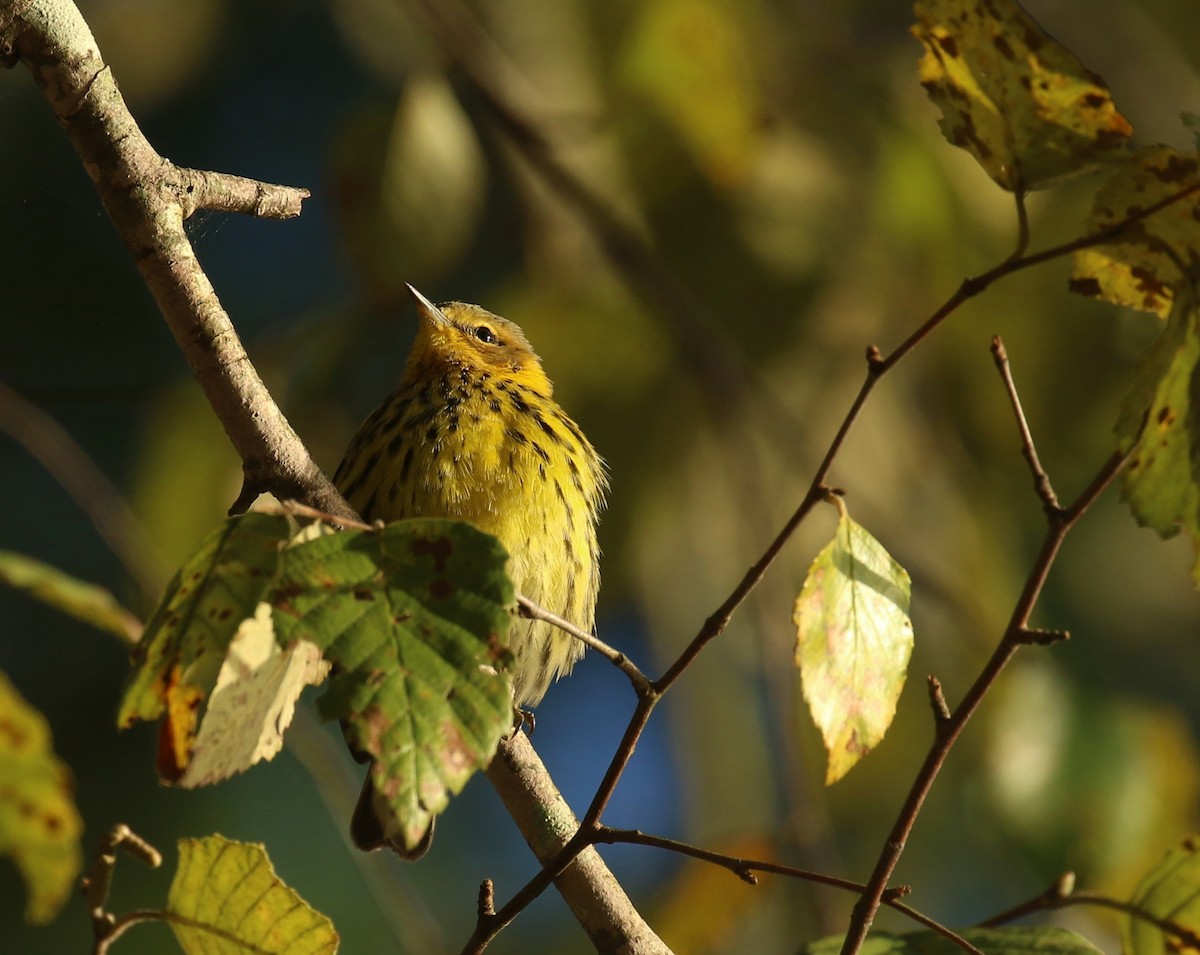 Cape May Warbler - ML642816634