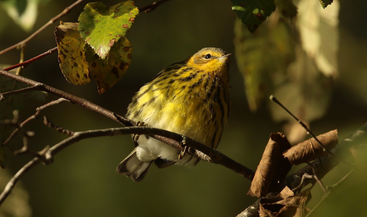 Cape May Warbler - ML642816635