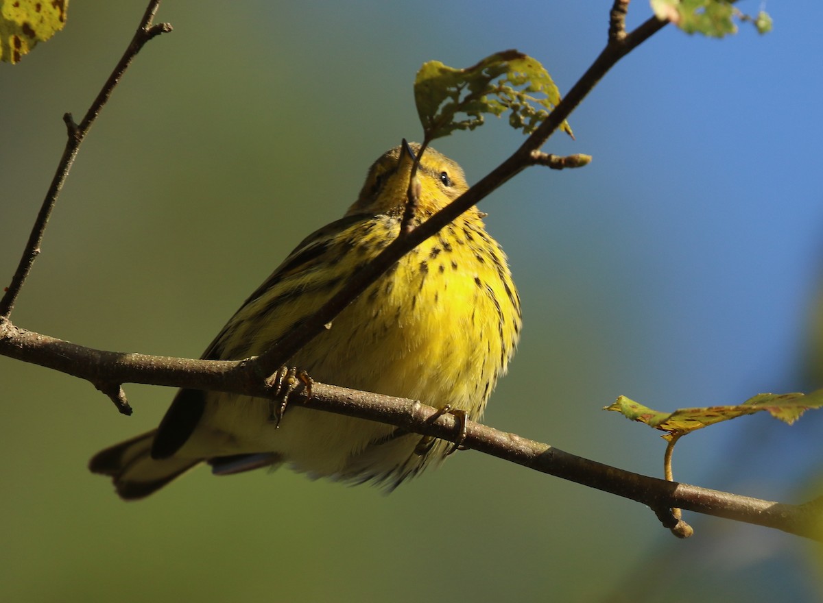 Cape May Warbler - ML642816636