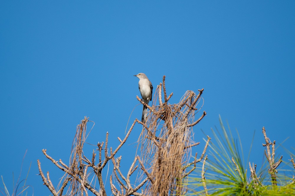 Northern Mockingbird - ML642816640