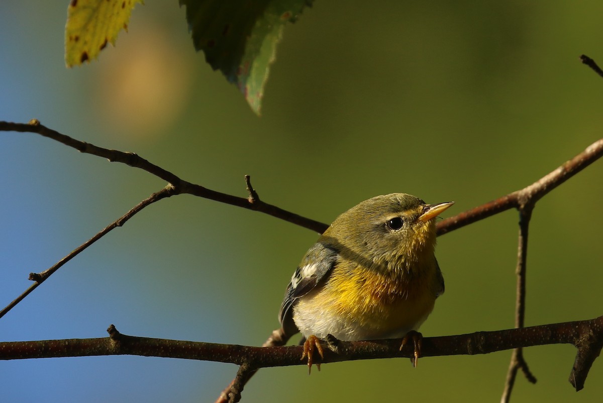 Northern Parula - ML642816655