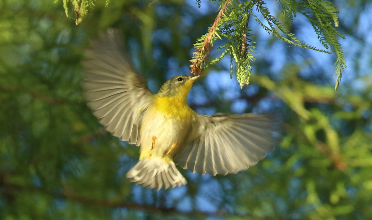 Northern Parula - ML642816656