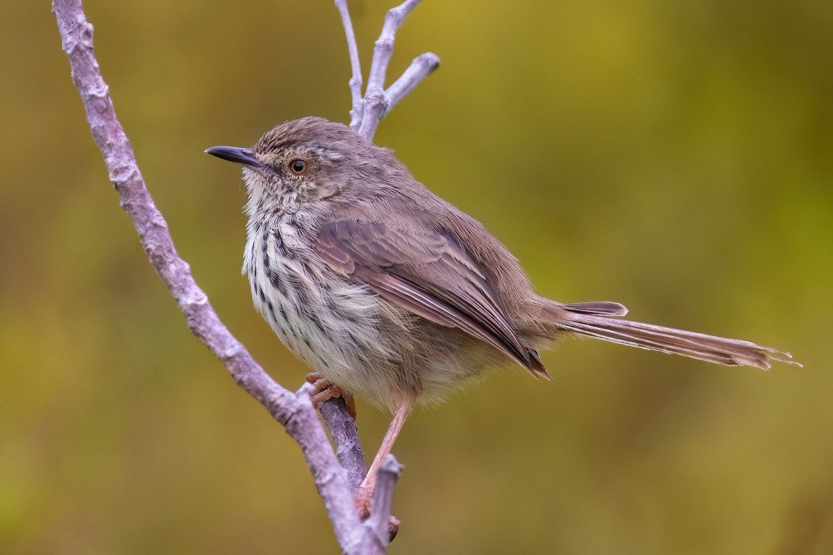 Karoo Prinia - ML642816665