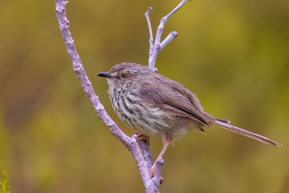 Karoo Prinia - ML642816667