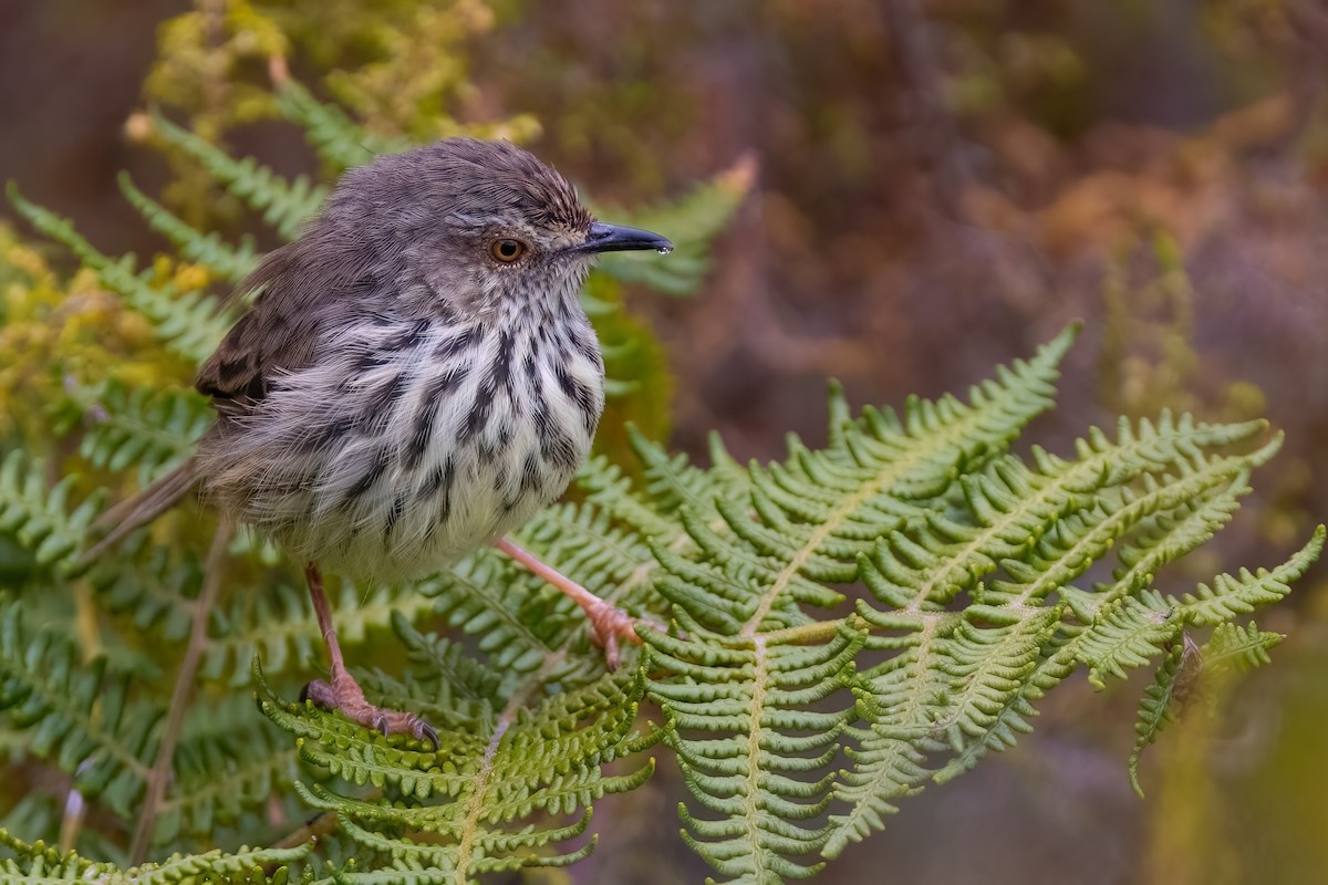 Karoo Prinia - ML642816668