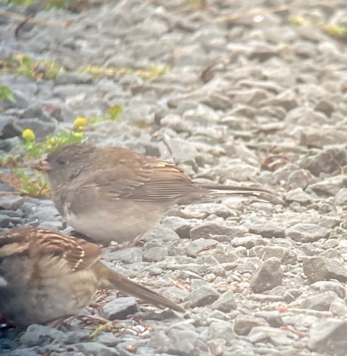 Dark-eyed Junco x White-throated Sparrow (hybrid) - ML642816671