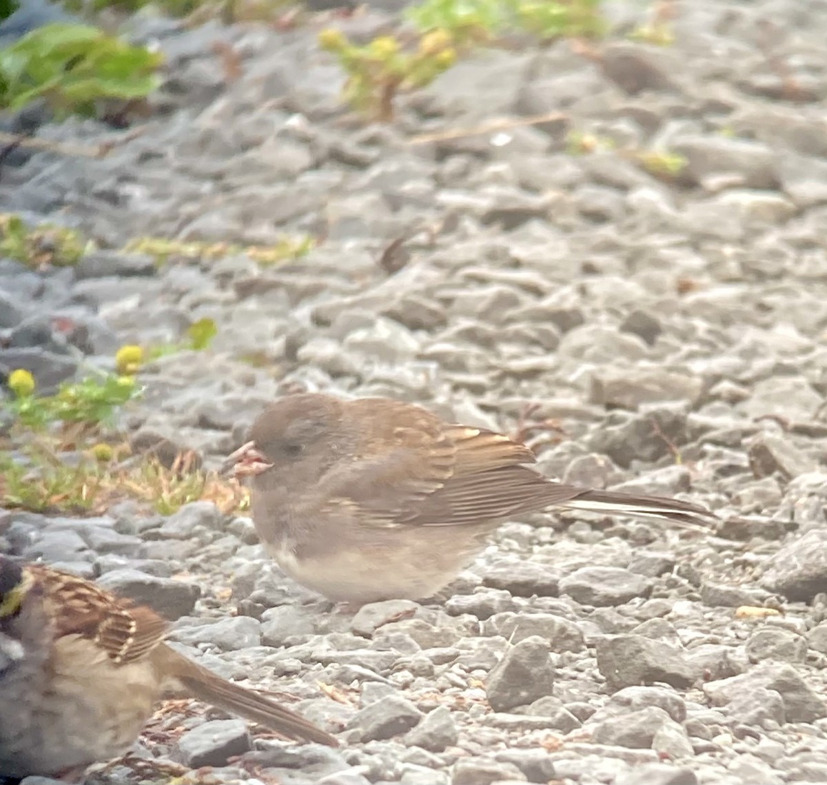 Dark-eyed Junco x White-throated Sparrow (hybrid) - ML642816672