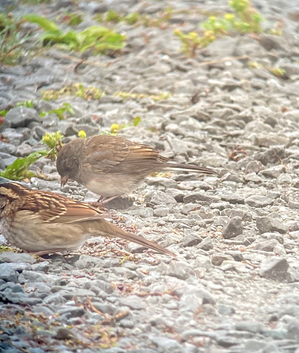 Dark-eyed Junco x White-throated Sparrow (hybrid) - ML642816673