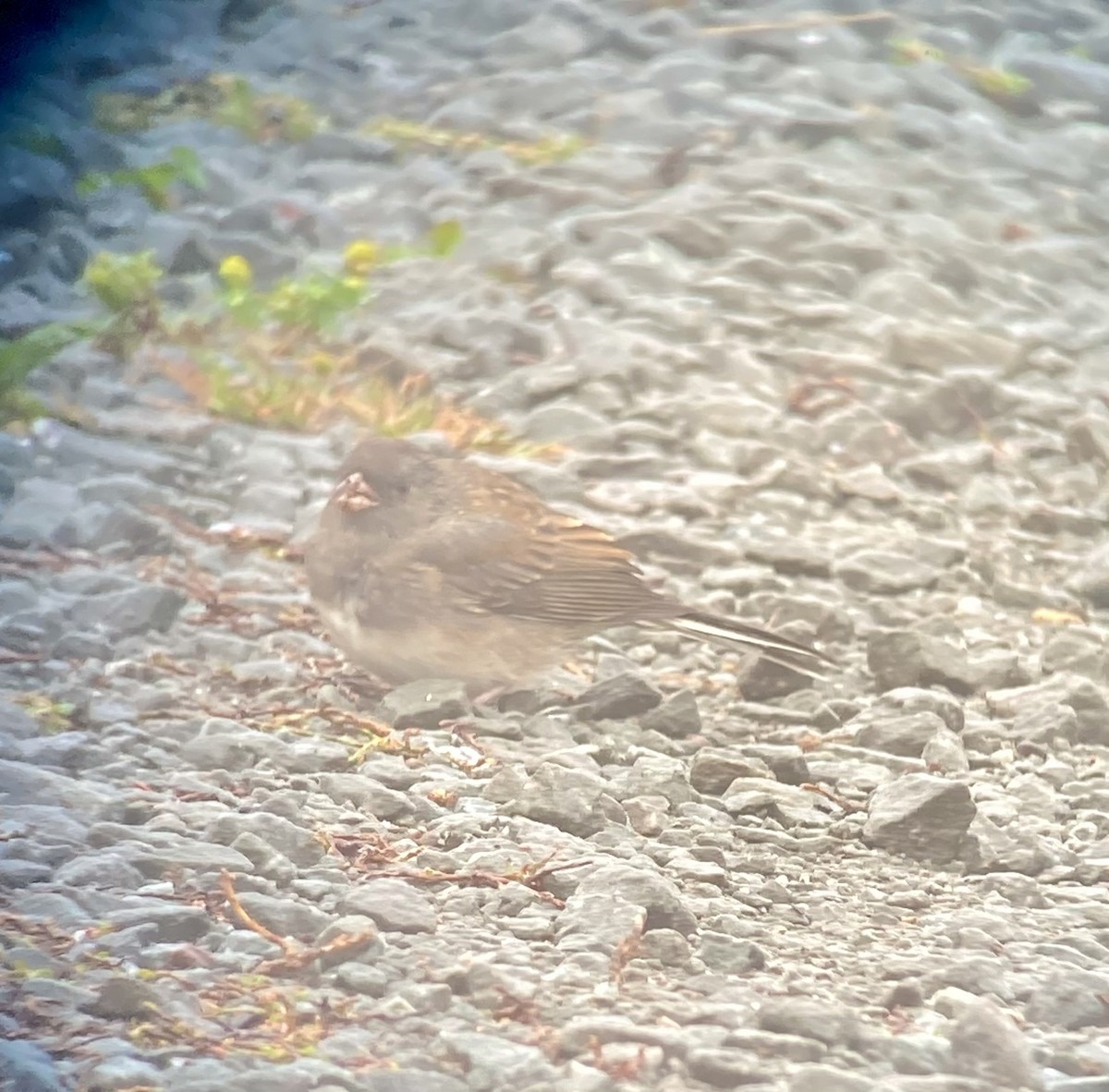 Dark-eyed Junco x White-throated Sparrow (hybrid) - ML642816674
