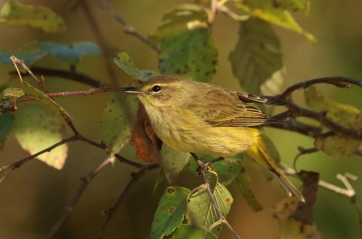 Palm Warbler (Yellow) - ML642816675