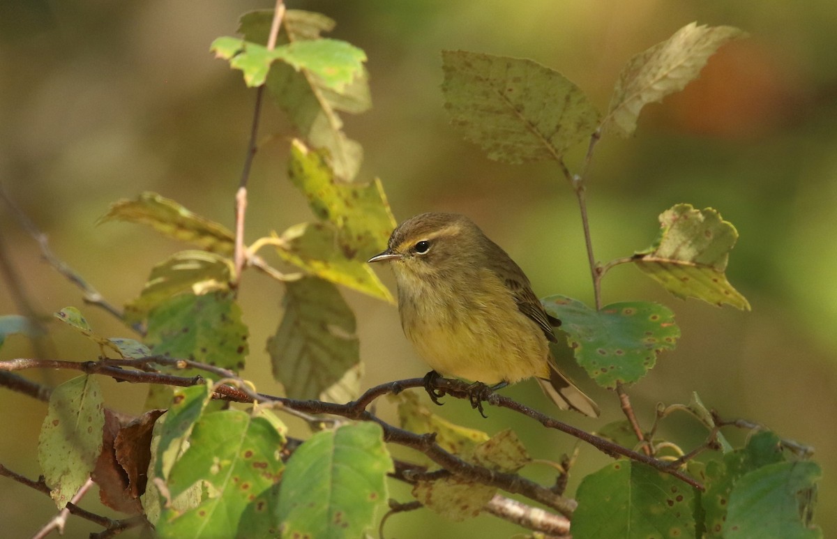Palm Warbler (Yellow) - ML642816676