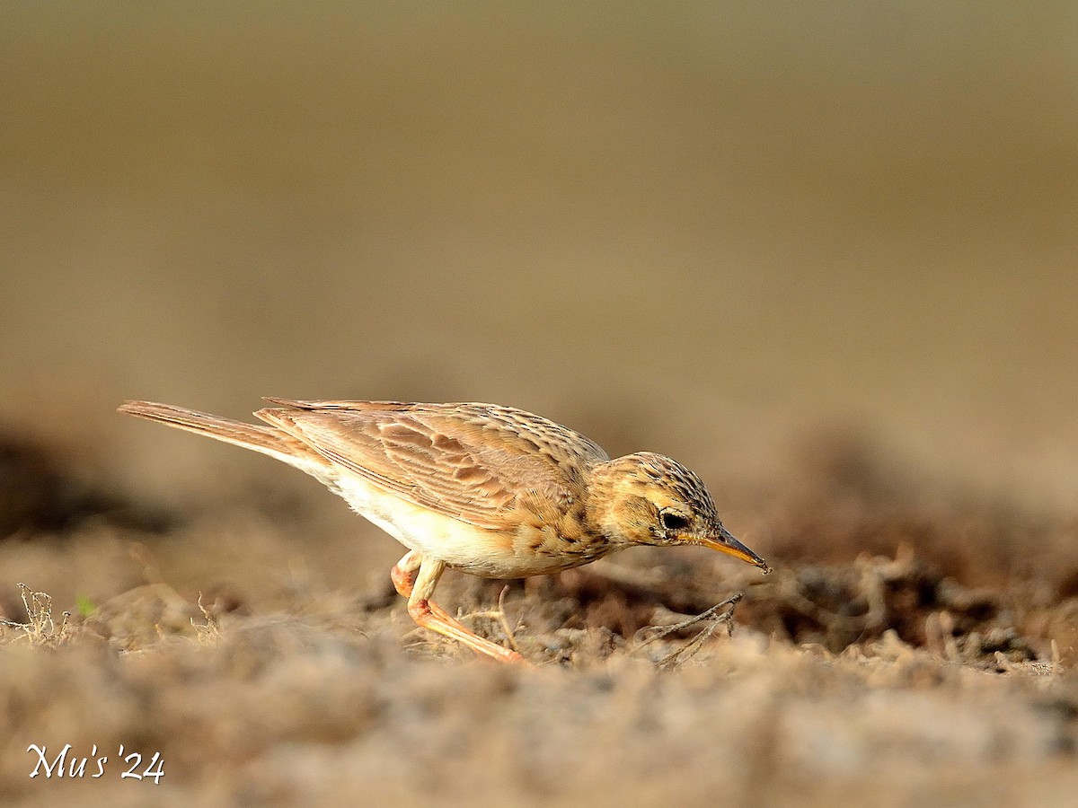 Paddyfield Pipit - ML642816678