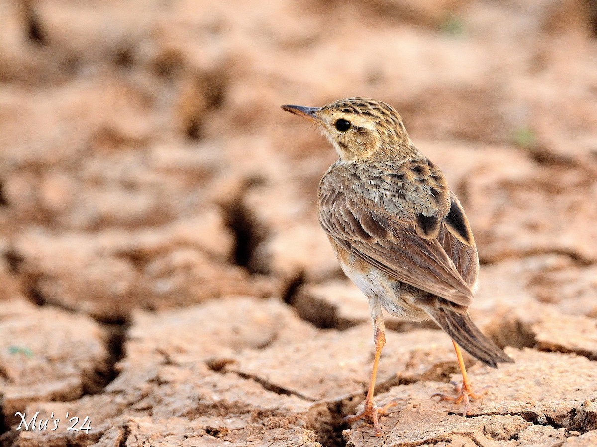 Paddyfield Pipit - ML642816679