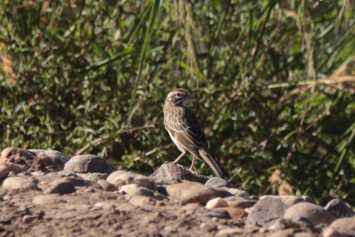 Lark Sparrow - ML642816680