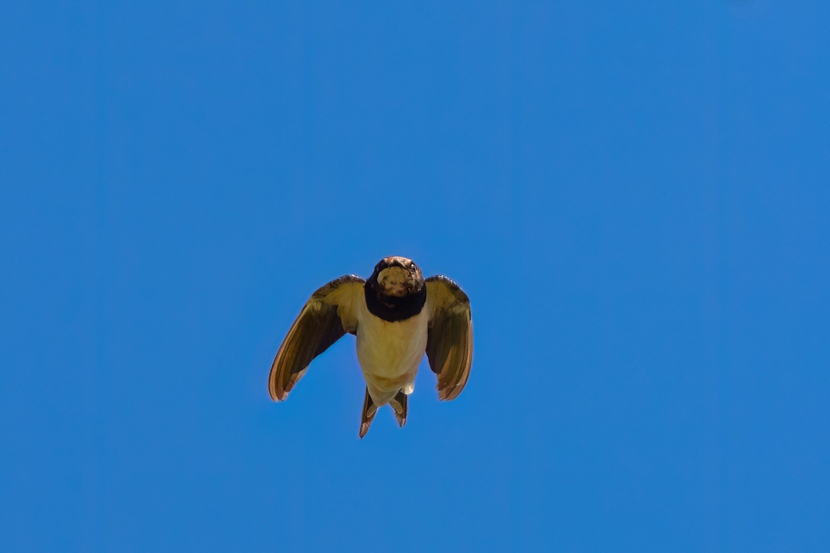 Barn Swallow (White-bellied) - ML642816681