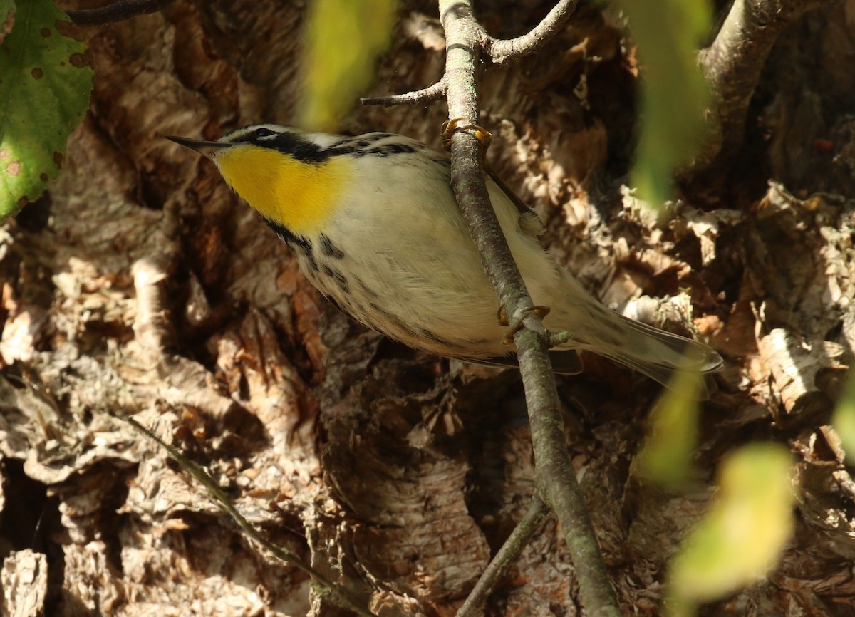 Yellow-throated Warbler - ML642816683