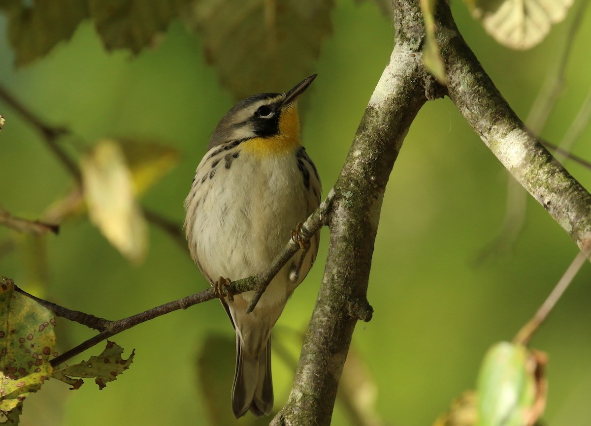 Yellow-throated Warbler - ML642816684