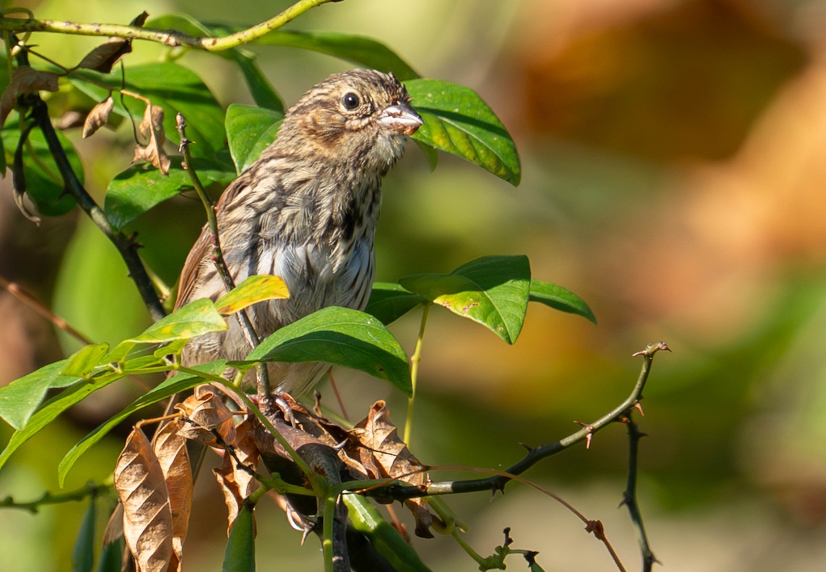 Lincoln's Sparrow - ML642816689